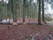 Waldstück_2021_12 -Folien komplett entfernt-keine Schutzmatten-Biberaktivität 02